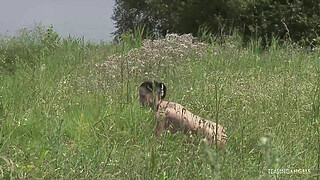 Hot summer day. A couple is swimming in a nearby lake. The milf brunettes sexy body is twisting and turning while she is getting hammered from behind. She loves having anal sex by this small lake.
