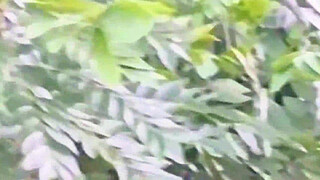 Evangelical neighbor picking fruit