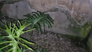 HORNY EXHIBITIONIST LOOKING FOR A VOYER | PUBLIC CUMSHOTS IN THE PARK AND MOANS - PUBLIC JERK OFF AND WALK WITHOUT PANTS WITH DICK ON SHOW